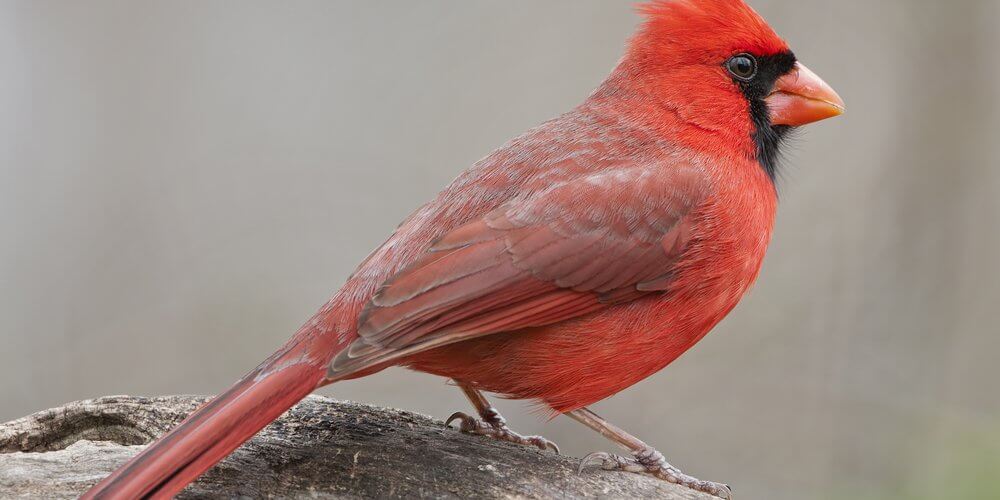 Main image for What It Means When You See a Red Cardinal